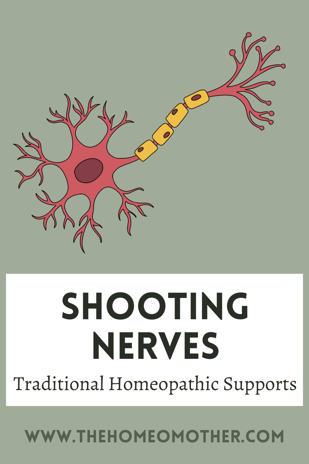 Shooting Nerves: Traditional Homeopathic Supports